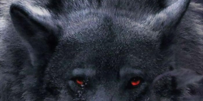 1280x1024 Black Wolf Wallpapers HD