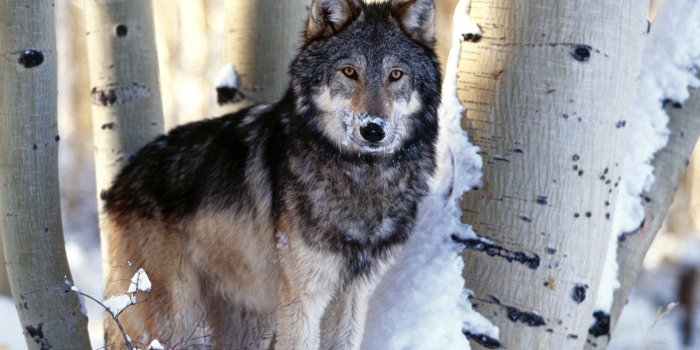 1600x1200 74+] Wolf Wallpaper Hd on WallpaperSafari