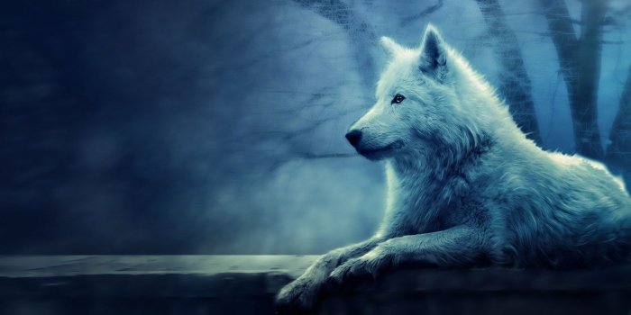 1680x1050 White Wolf Wallpapers - Wallperio.com