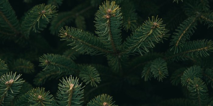 1534x2301 close up photo of green Christmas tree | Backgrounds in 2019