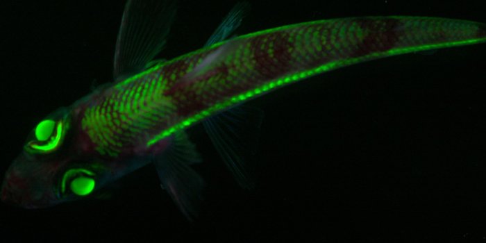 2040x2040 Five Smartphone Wallpapers that Will Warm Your Heart This Holiday Season