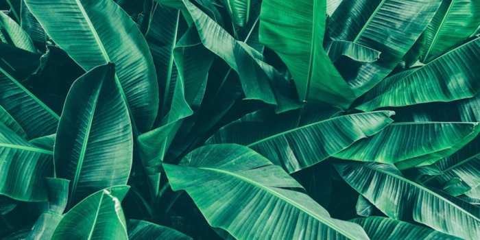 1001x999 Amazon.com : DORCEV 10x8ft Green Leaves Wall Backdrop Tropical