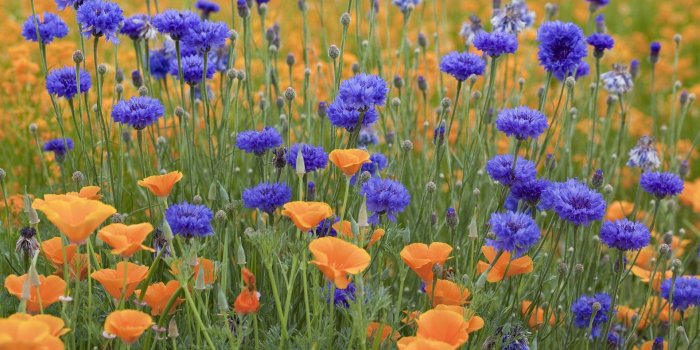 1920x1080 Cornflowers Flowers Meadow Summer Green Holiday - Free Stock Photos