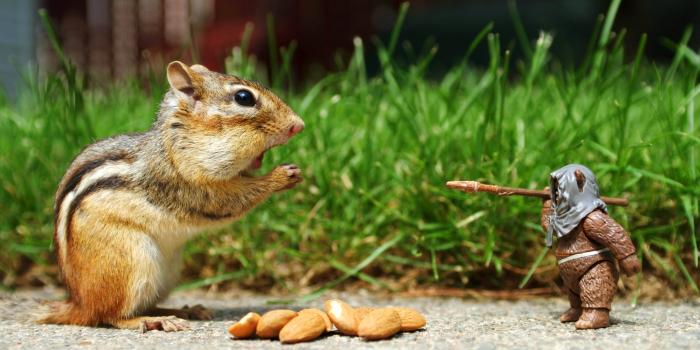 3659x2439 Funny Animal Backgrounds