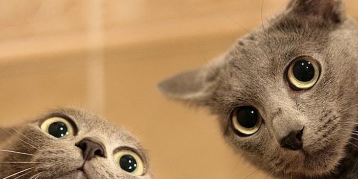 1024x768 Funny Animals Wallpapers - Top Free Funny Animals Backgrounds