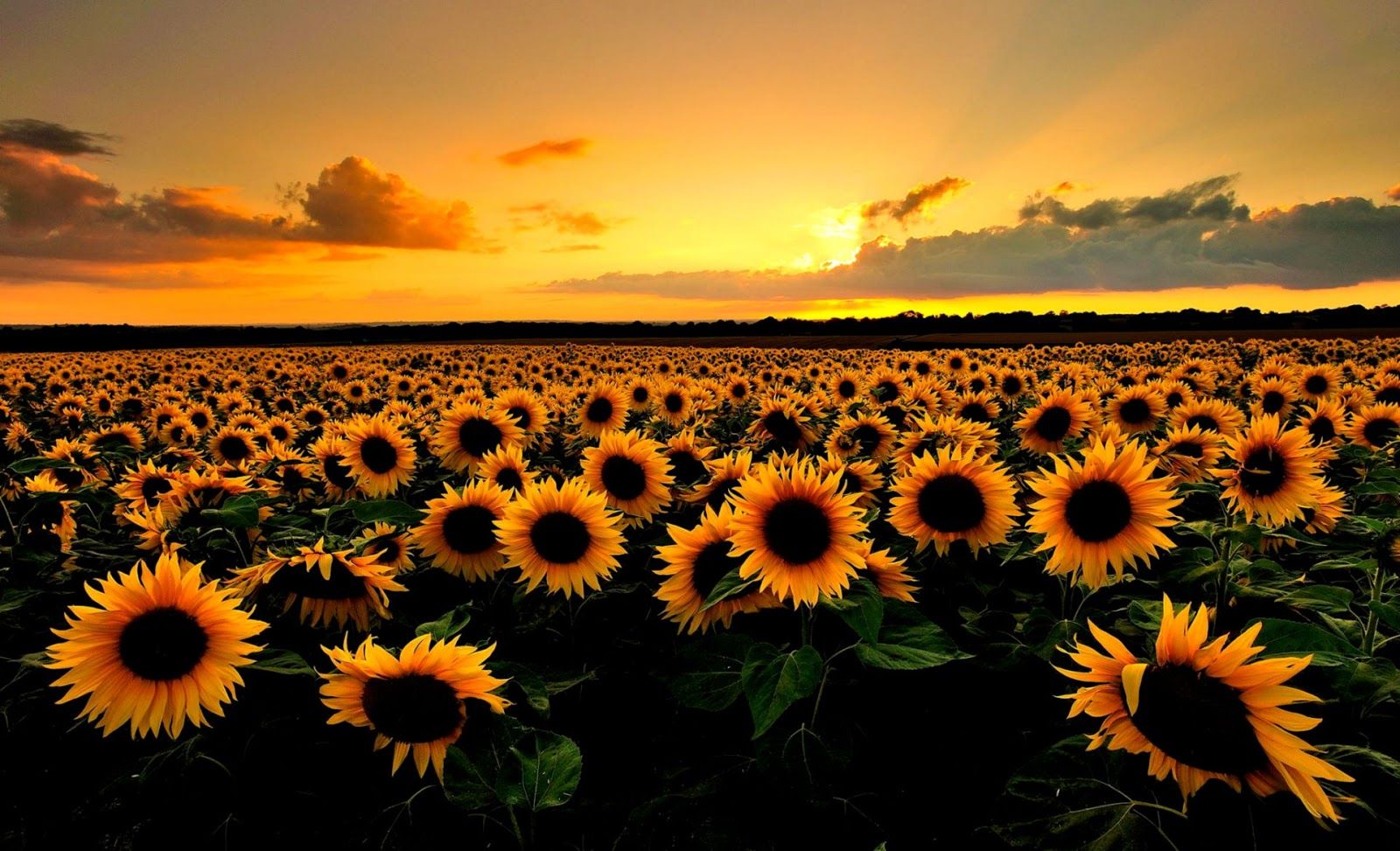 1600x973 Relaxing computer backgrounds Gallery