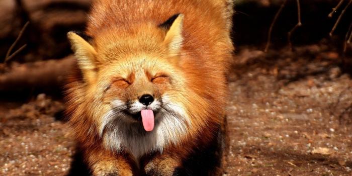 1920x1080 HD Funny Animal Wallpapers 1080p (60+ images)