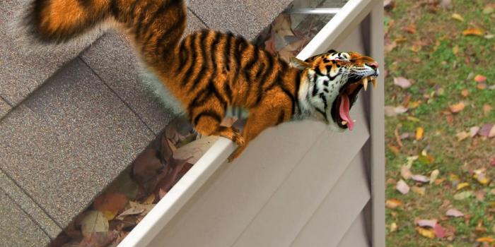 1920x1080 Squiger Tiger fangs funny Animal Wallpaper | HD Funny Wallpapers