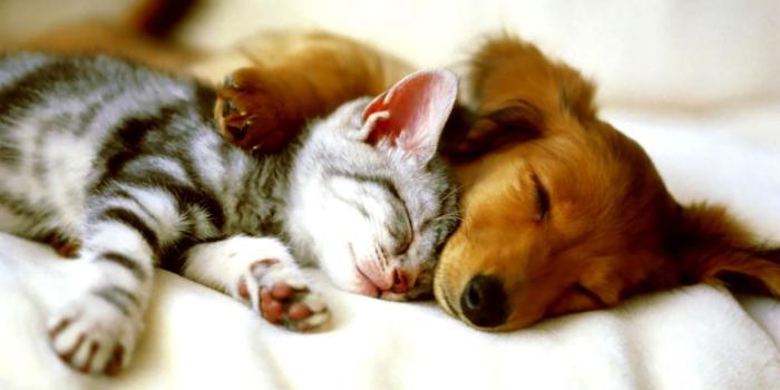 1203x760 Dog Funny Animals Wallpaper | Wallpapers Turret