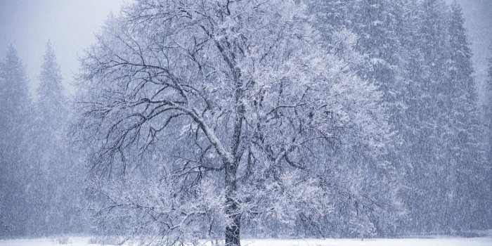 2560x1600 Snow Falling ❤ 4K HD Desktop Wallpaper for 4K Ultra HD TV • Tablet