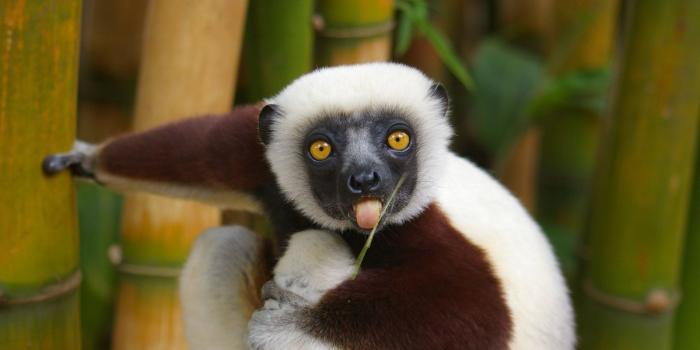 1600x1200 Funny Animals Wallpapers - Top Free Funny Animals Backgrounds