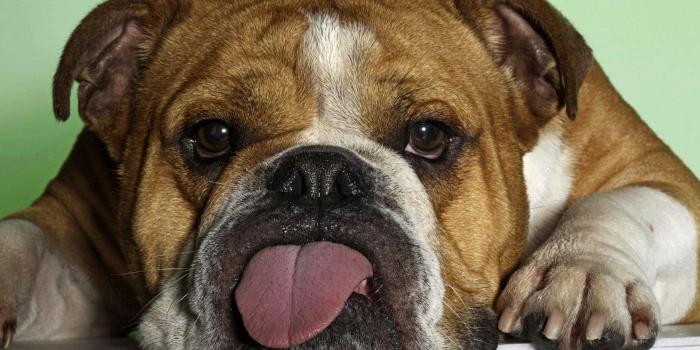 1920x1200 Funny Animal Wallpapers Images – Epic Wallpaperz