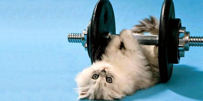 1024x768 Funny Animals Wallpapers - HD Wallpapers new | asimbabalinks