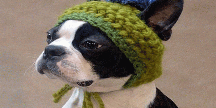 1280x1024 Funny Animal Backgrounds