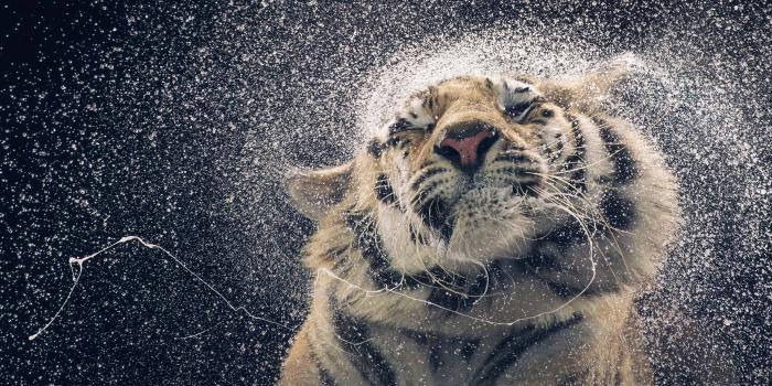 3840x2160 Wallpaper Tiger, drops, cute animals, funny, Animals Wallpaper
