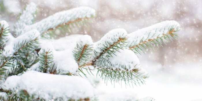 5120x3200 Snow Falling on Pine Trees ❤ 4K HD Desktop Wallpaper for 4K Ultra