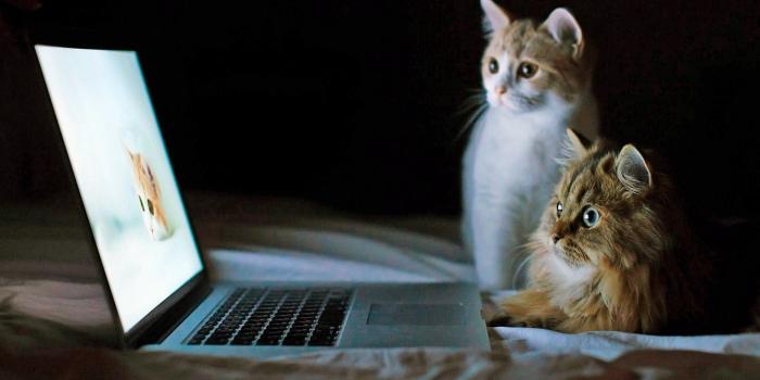 1920x1080 Funny Animal Desktop Backgrounds ·① WallpaperTag