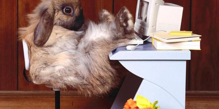 1920x1080 Funny Animal Pictures – Epic Wallpaperz