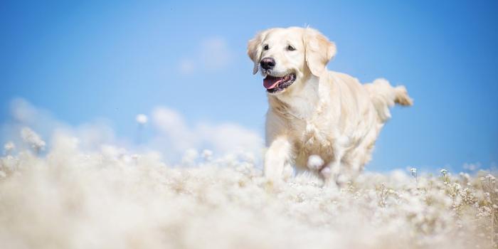 3840x2160 Wallpaper Labrador, dog, field, cute animals, funny, Animals