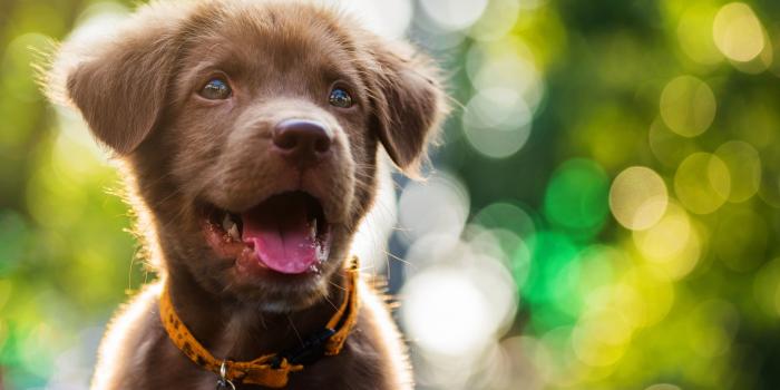 3840x2160 Wallpaper Funny animals, Dog, Puppy, 6K, Animals - WallPaperBack.Net