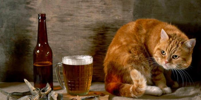 1600x900 Beautiful Funny Animals Full Hd Wallpapers | Anime Wallpaper