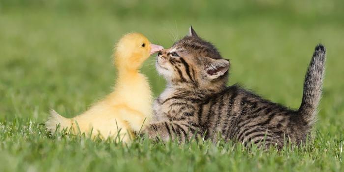 1600x1000 Cute Funny Animals Wallpaper 1080p » Earthly Wallpaper 1080p