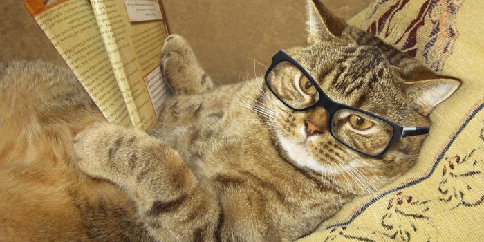 1920x1200 Funny Animal Desktop Wallpapers (79+ images)