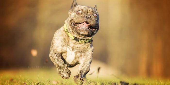 1366x768 Wallpapers French Bulldog dog Run Funny Grass Animals 1366x768