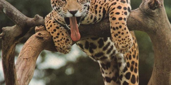 1024x768 Funny Wallpapers | 27 Awesome Funniest Animals Wallpapers In HD