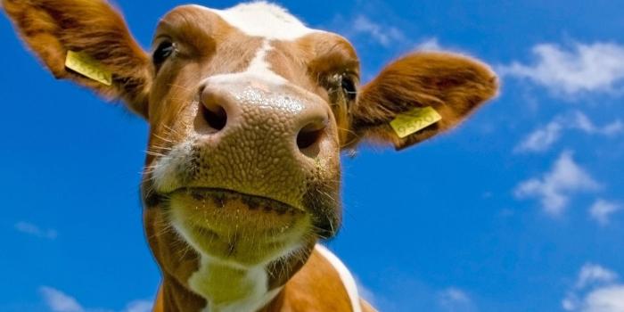 1920x1080 Funny Animal Desktop Backgrounds (61+ pictures)