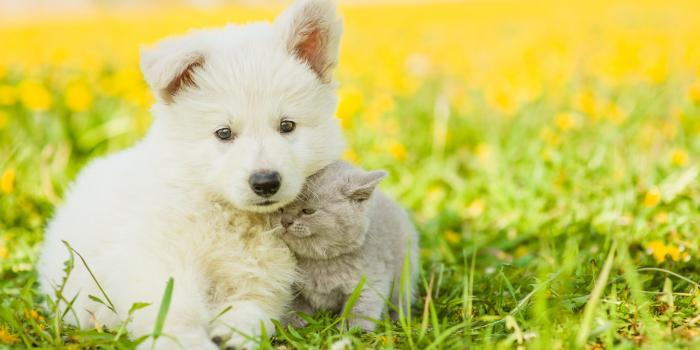 3840x2160 Wallpaper puppy, kitten, funny animals, 4k, Animals Wallpaper