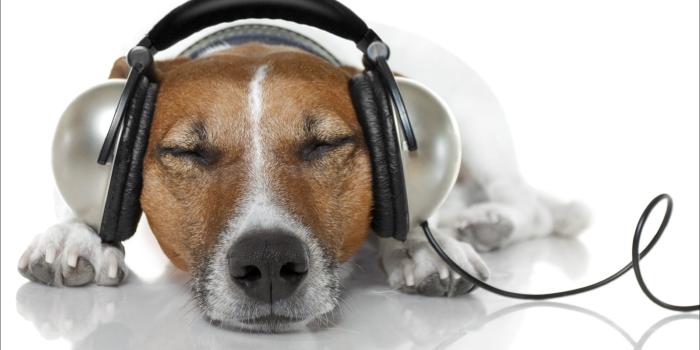 1920x1080 Wallpaper Dog relax to listen music, headphones, funny animals