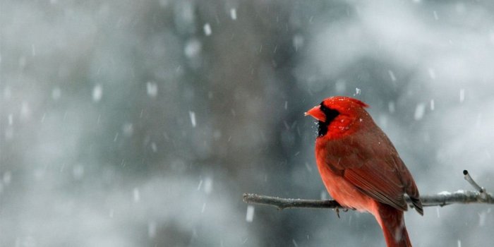 2560x1440 Snow Falling Wallpaper, High Definition, High Quality, Widescreen