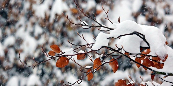 1680x1050 Snowflakes Falling Picture 37166 1680x1050px