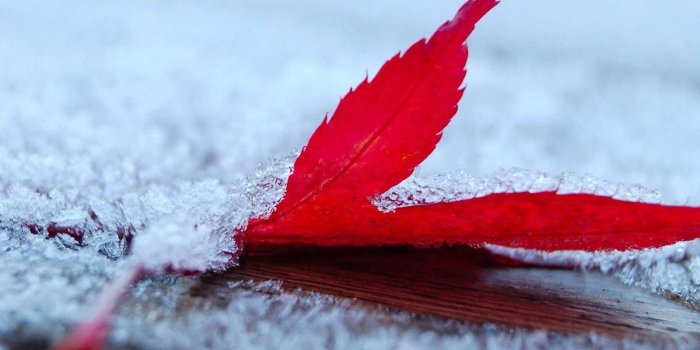 1600x1200 Snow Fall On Red Leaf wallpapers | Freshwallpapers