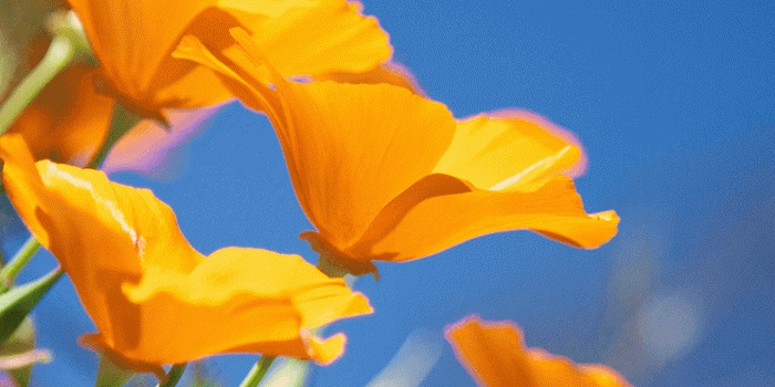 744x1392 Download the new iOS 7 wallpapers now