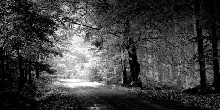 1920x1200 Black Nature Wallpapers
