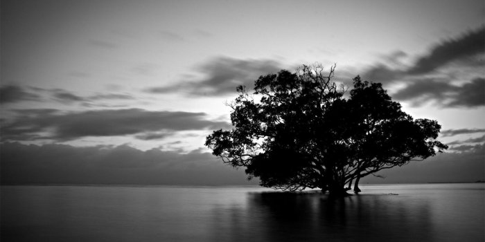 1920x1080 Black And White Nature Wallpapers