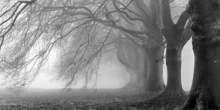 2560x1600 Black and White Nature Wallpaper (60+ images)