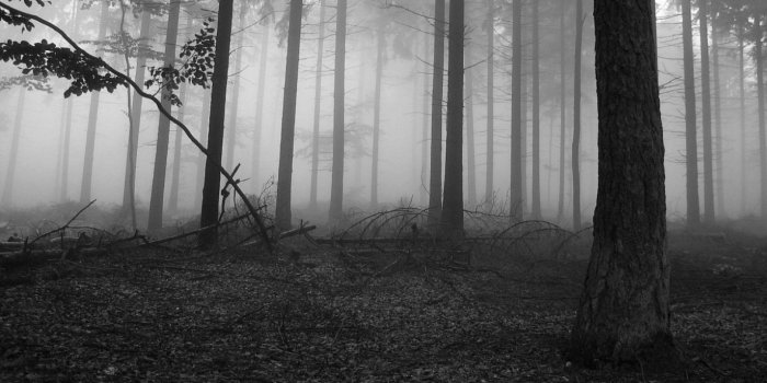 1920x1080 Black And White Nature Wallpapers