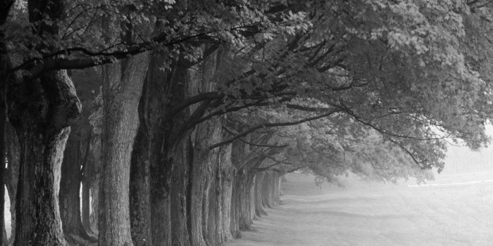 1920x1200 Black And White Nature Wallpapers