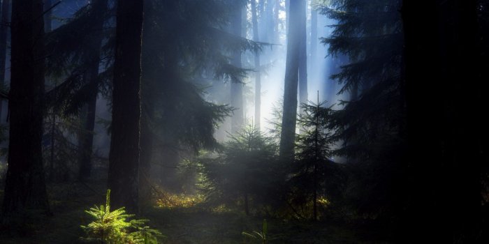 1920x1200 Black Forest wallpaper | 1920x1200 | #8287