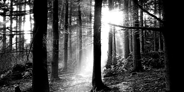 1920x1200 Black And White Forest Hd Wallpaper - Black And White Wallpaper