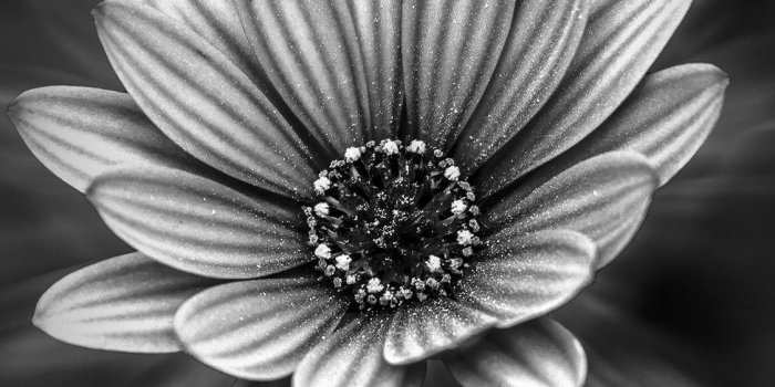 1125x2436 iPhonepapers.com | iPhone 8 wallpaper | ng48-flower-dark-black-nature-bw