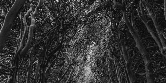 720x1280 Android Wallpaper - Black And White Wallpaper Of Nature Free