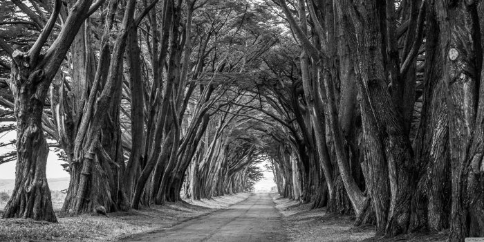 3440x1440 Black and white nature wallpaper Gallery