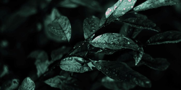 2560x1600 Dark Nature Wallpapers - Top Free Dark Nature Backgrounds