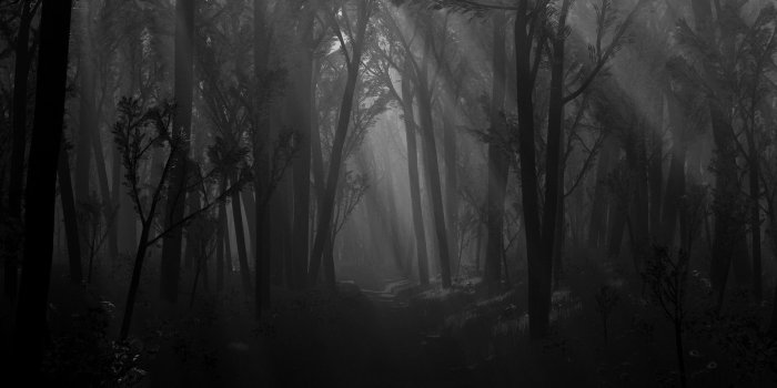 1920x1200 Black and White Forest Desktop Background