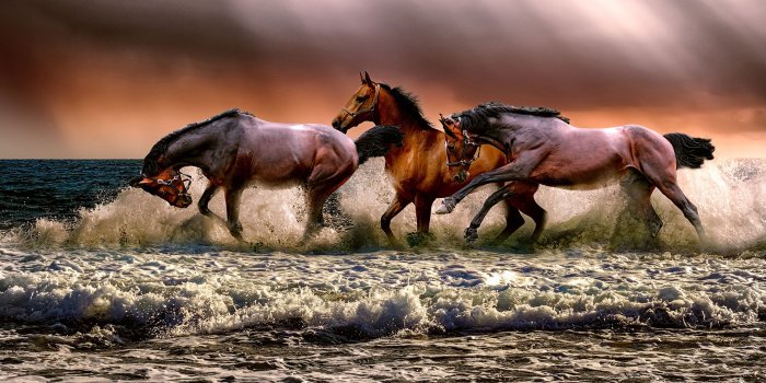 1920x1080 Horses Running Free Chromebook Wallpaper