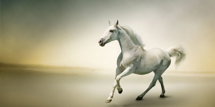 1920x1200 70+ Horse Desktop Wallpapers - Download at WallpaperBro